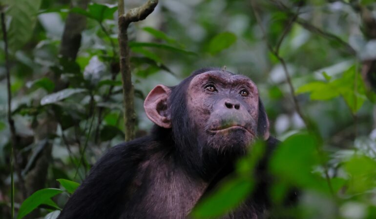 Chimpanzee Trekking Tanzania Mahale Mountains: Comparison to Uganda