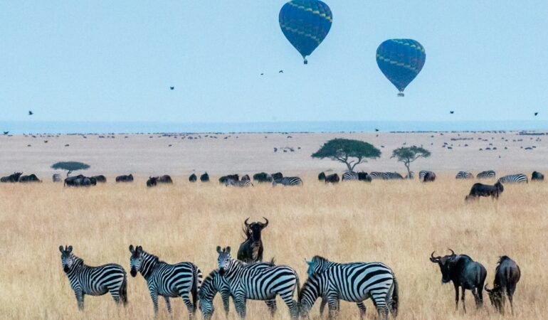Maasai Mara Safari: How to Add Kenya to Uganda Gorilla Trip