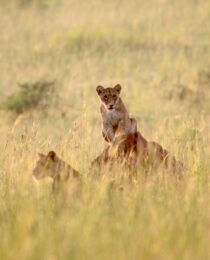 Murchison Falls Activities