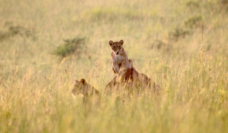 Murchison Falls Activities Beyond Game Drives: What Else to Do