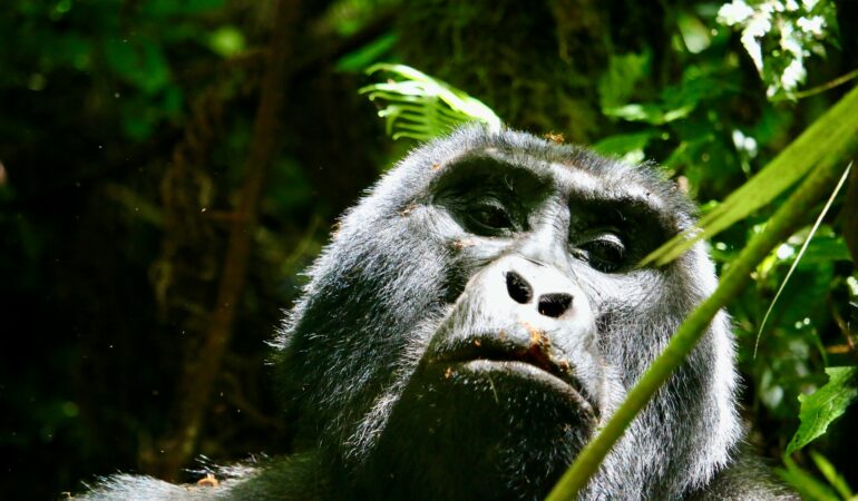Gorilla Trekking from Nairobi: Can You Fly Direct to Bwindi?