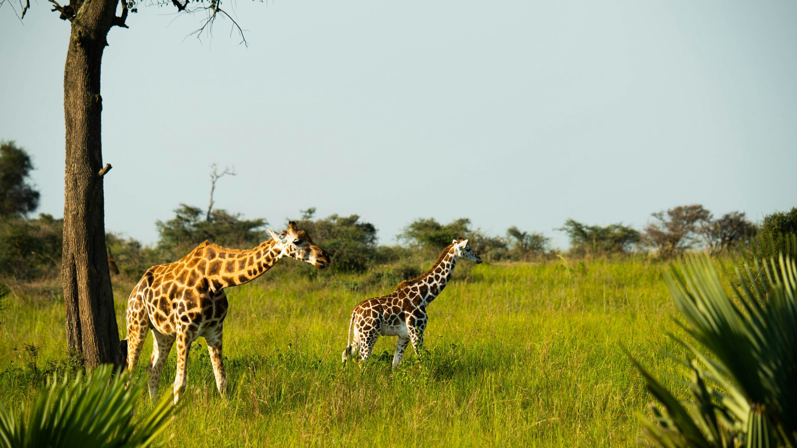 Uganda National Parks Map