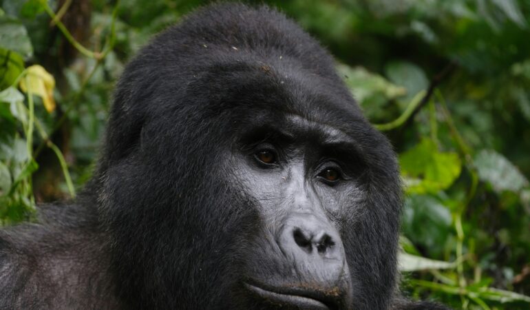 Can You Do Gorilla Trekking When Pregnant? Rules and Advice