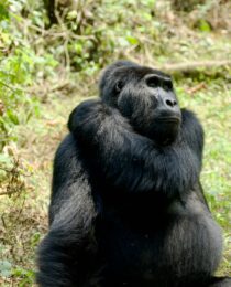 Rain during gorilla trekking