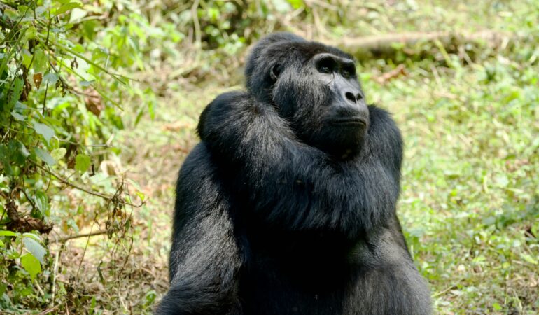 What Happens If It Rains During Gorilla Trekking?