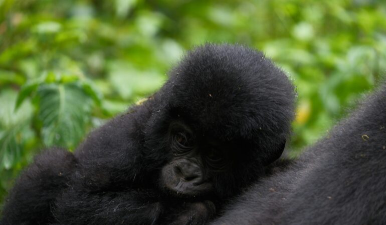 Bwindi Buhoma Sector: Gorilla Trekking Guide