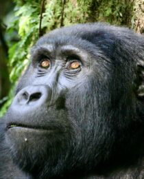 Half Day Gorilla Trekking Uganda