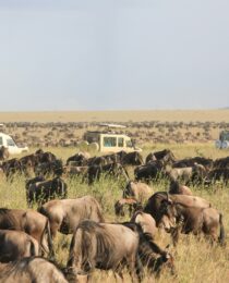 Serengeti Great Migration