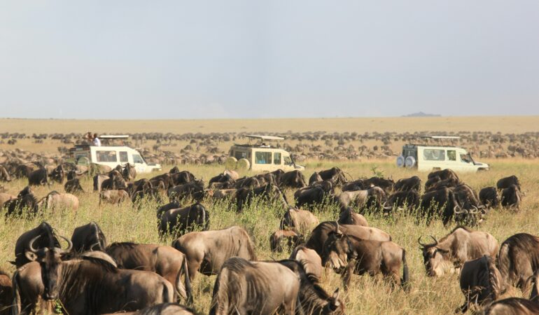 Serengeti Great Migration: Best Time and How to Combine With Uganda