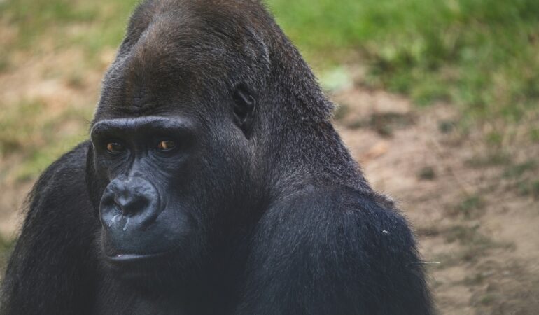 Silverback Gorilla Behavior: What to Expect During a Trek