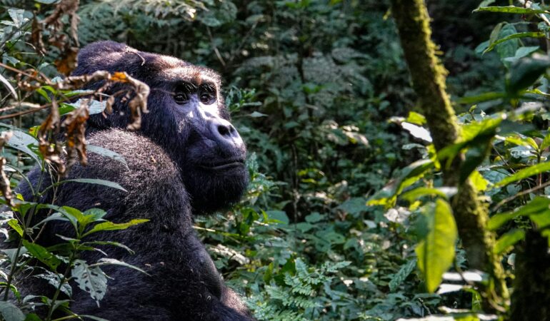 How Long Does Gorilla Trekking Take in Uganda?