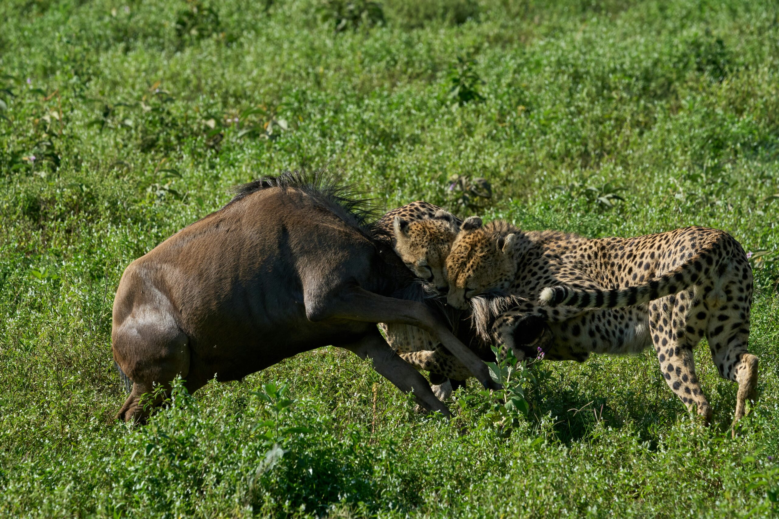 East Africa safari