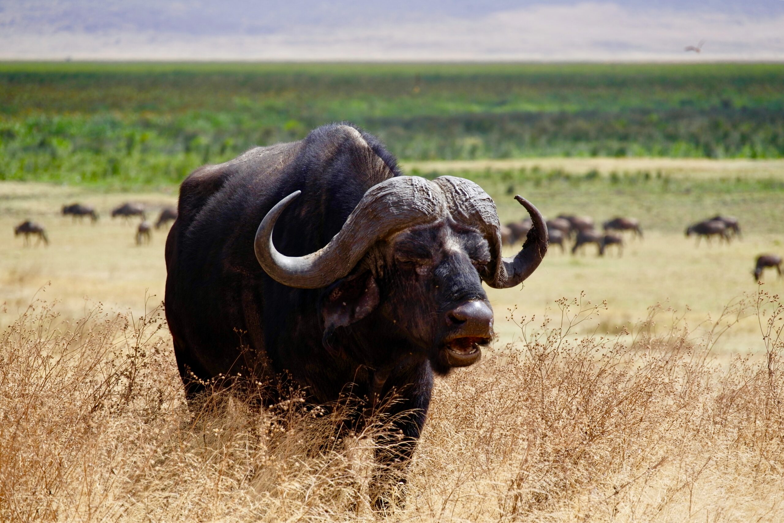 East Africa safari