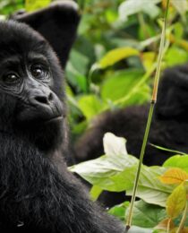 Gorilla trekking worth cost