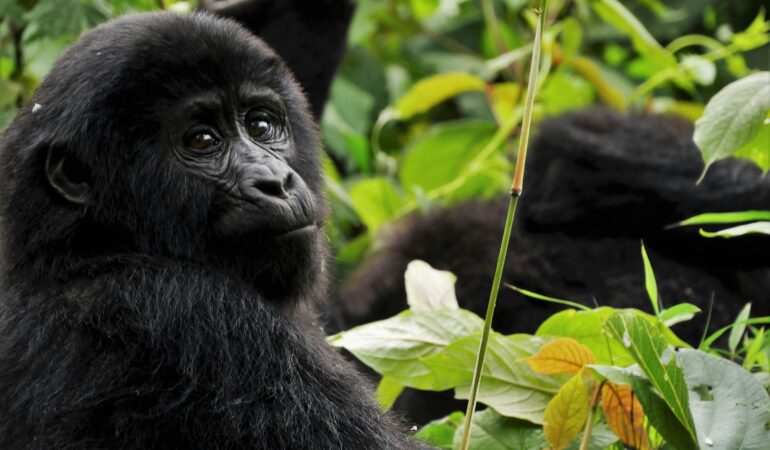 Is Gorilla Trekking Worth the Cost? Honest Review