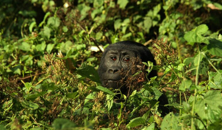 Gorilla Trekking from Australia: Getting There and Planning
