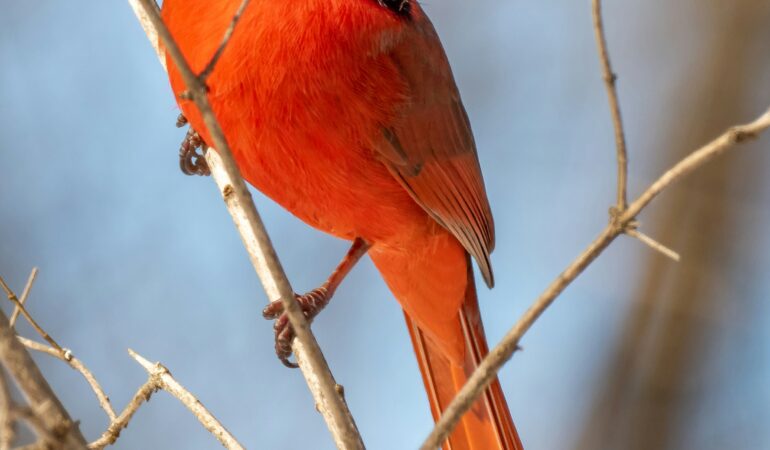 Birding Equipment Guide for Uganda Safari: Scope, Binoculars & Apps
