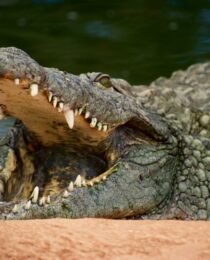 Nile crocodile Uganda