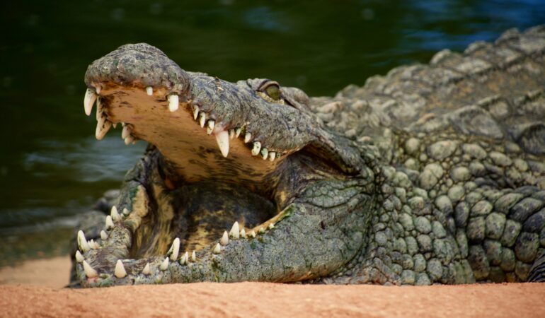 Nile crocodile Uganda