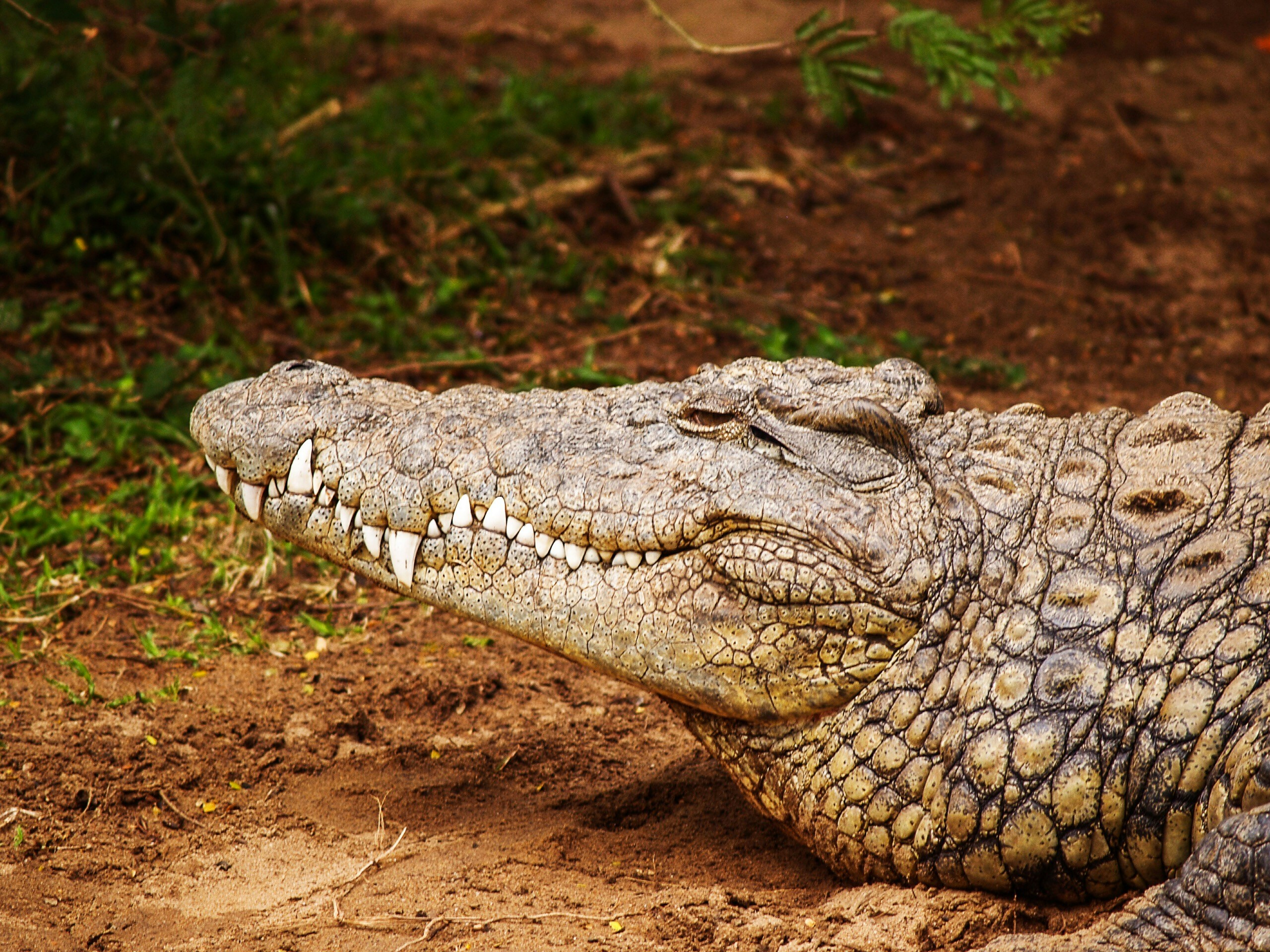 Nile crocodile Uganda