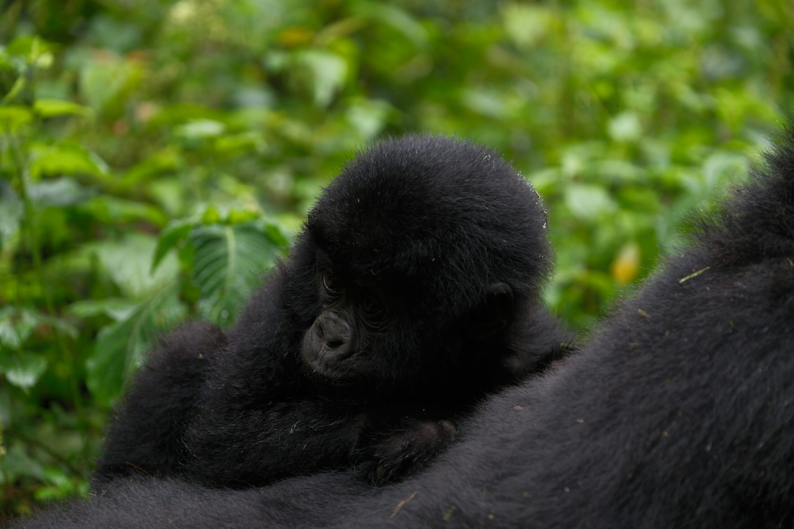 gorilla trekking vs elephant tracking