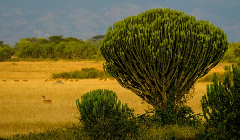 Queen Elizabeth National Park Uganda