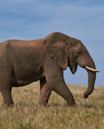 gorilla trekking vs elephant tracking