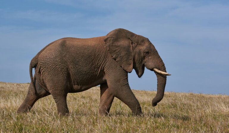 gorilla trekking vs elephant tracking