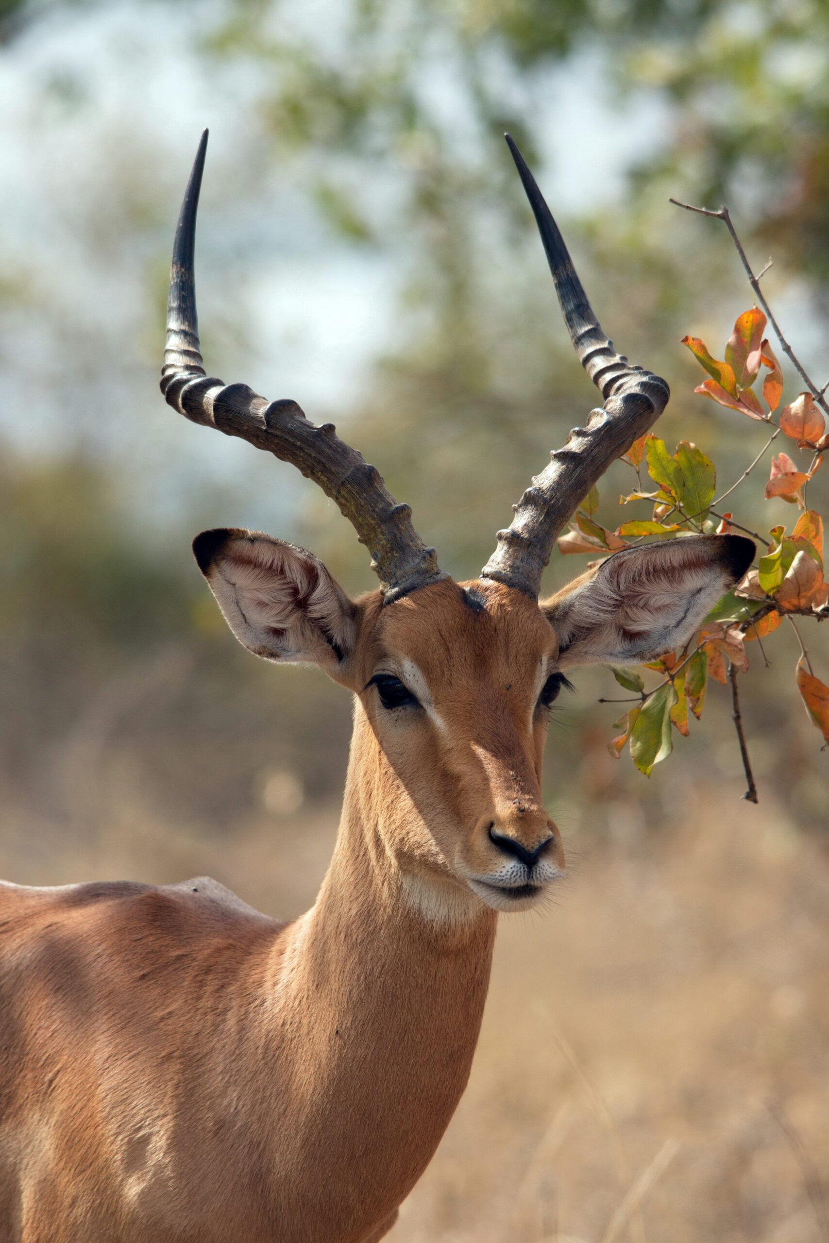 Impala Sanctuary Lake Mburo