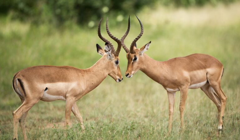 Impala Sanctuary Lake Mburo: Wildlife Experience