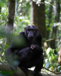 Kibale National Park primate walk