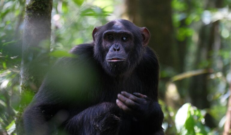 Kibale National Park primate walk