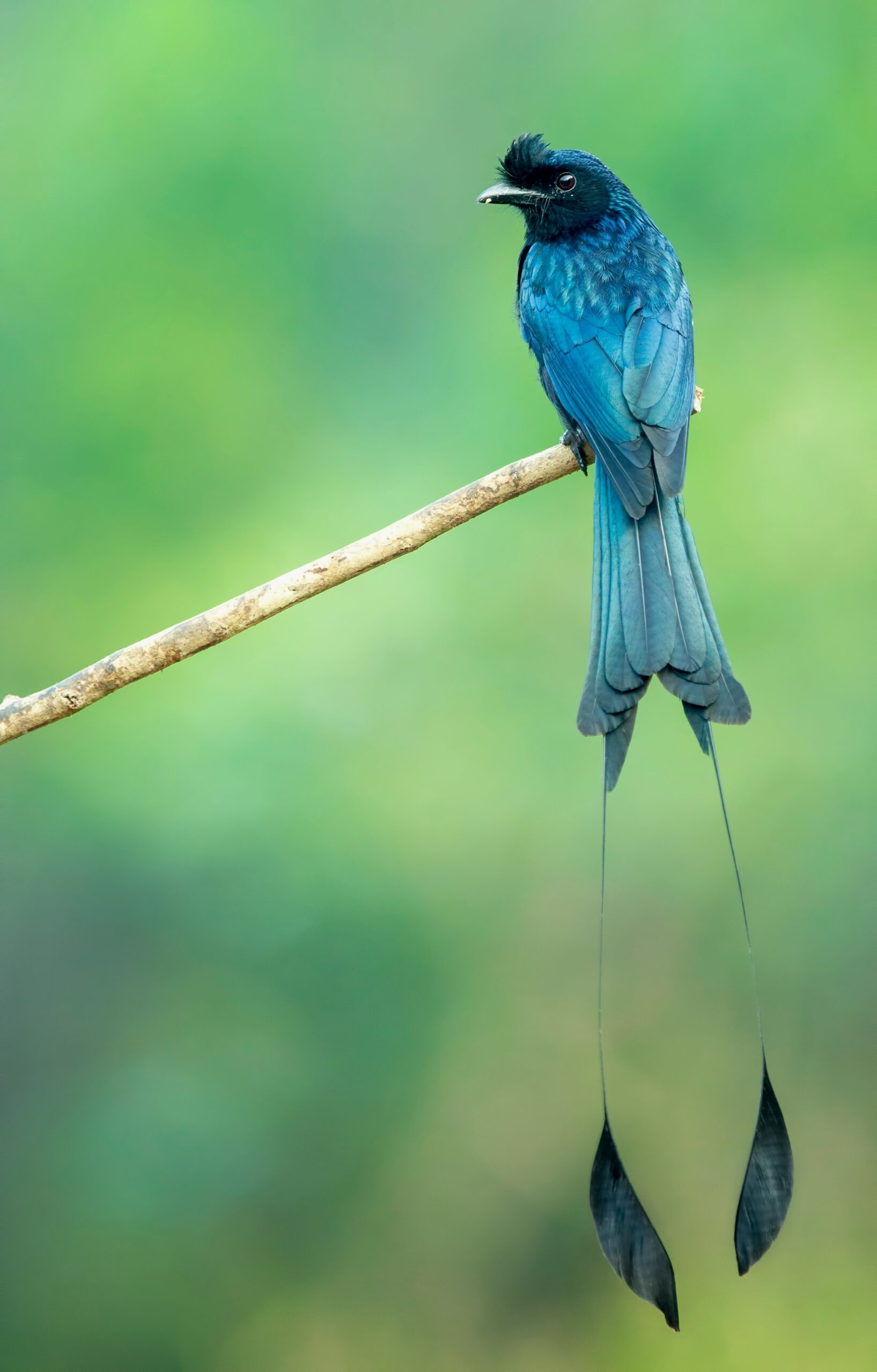 Lake Victoria birding