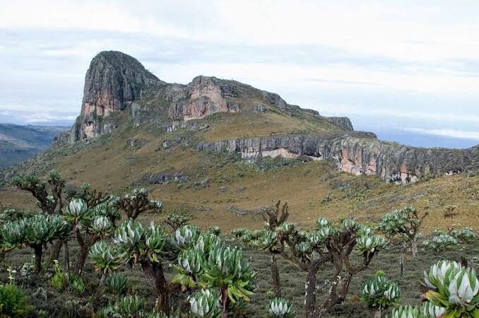 Sasa Trail Mount Elgon: Guide to the Most Popular Route
