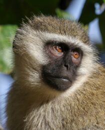 All Primate Species in Uganda