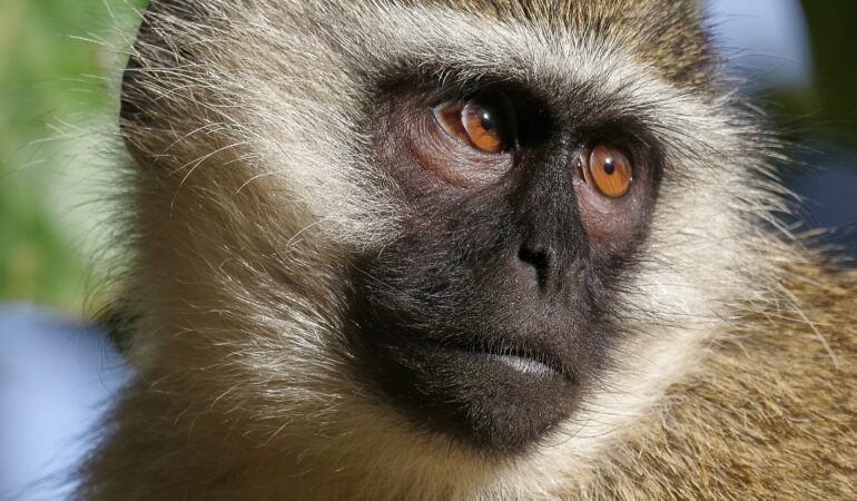 All Primate Species in Uganda