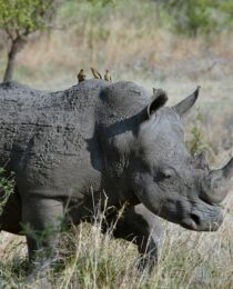 rhino trekking vs gorilla trekking
