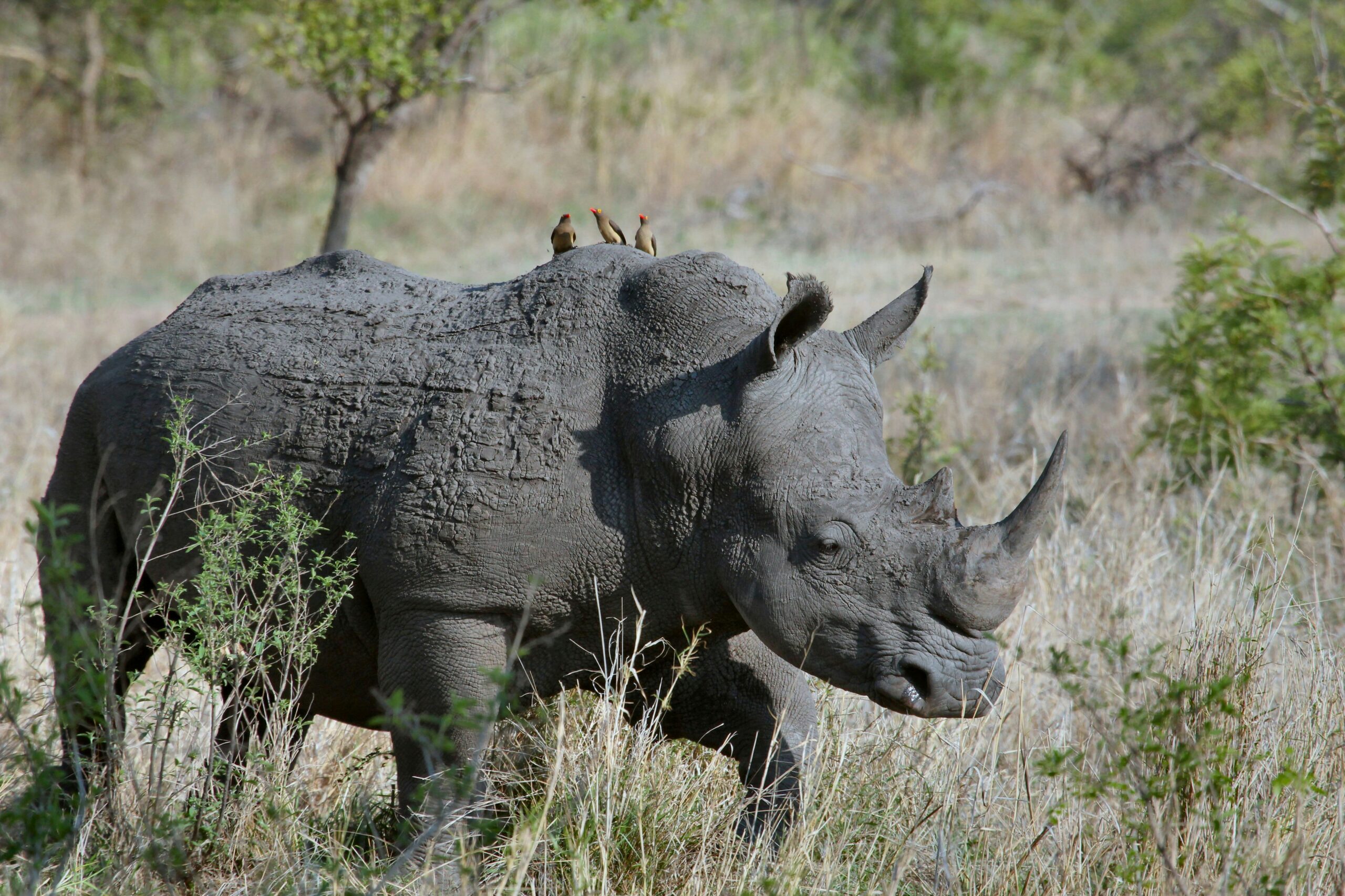 rhino trekking vs gorilla trekking