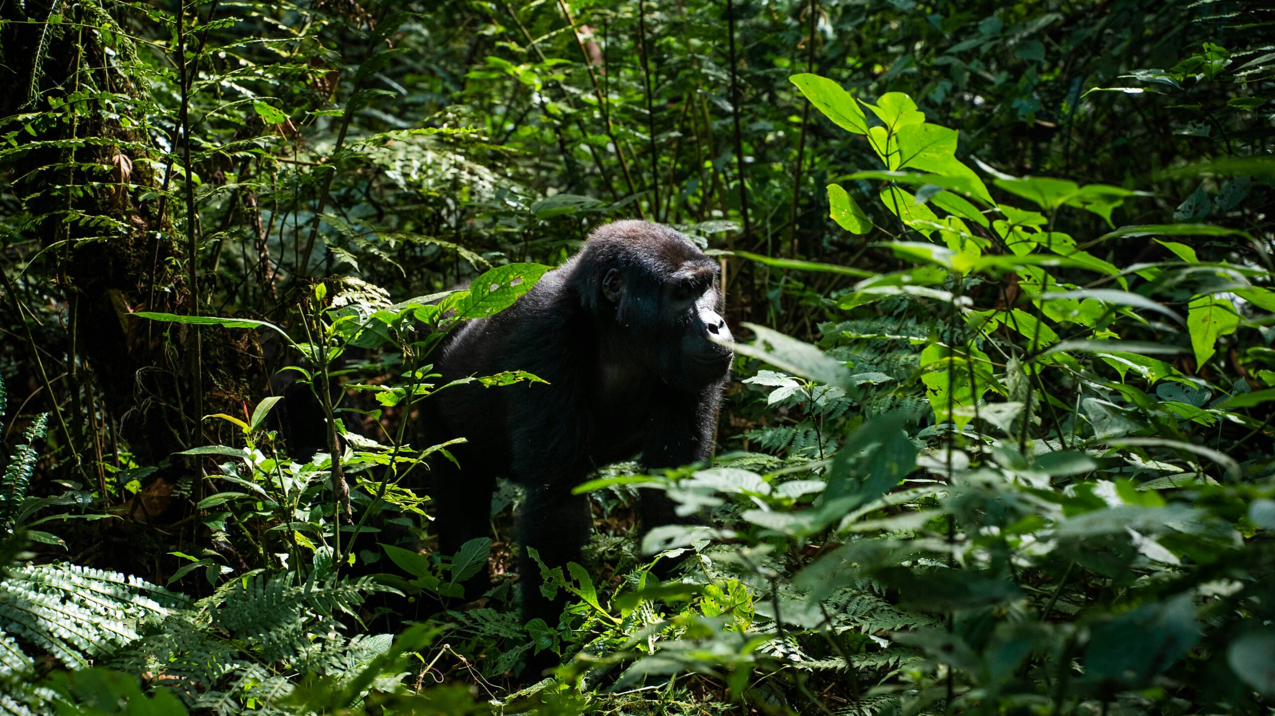 rhino trekking vs gorilla trekking