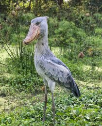 Mabamba Swamp birding