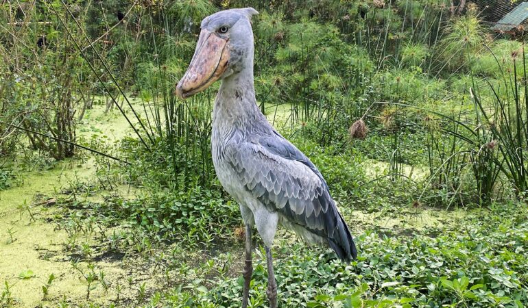 Mabamba Swamp birding