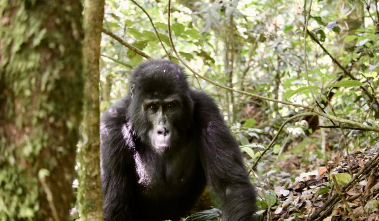 Rwanda Gorilla Permit: Cost and How to Book