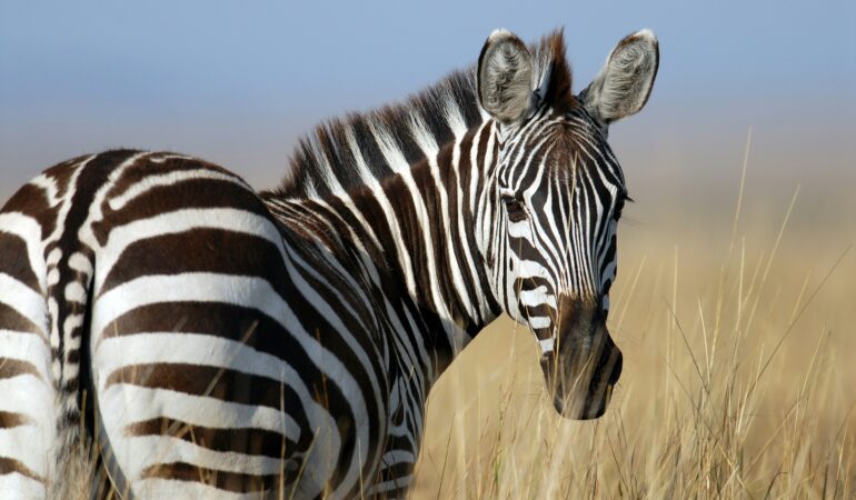 Zebra Watching Lake Mburo: Best Spot in Uganda