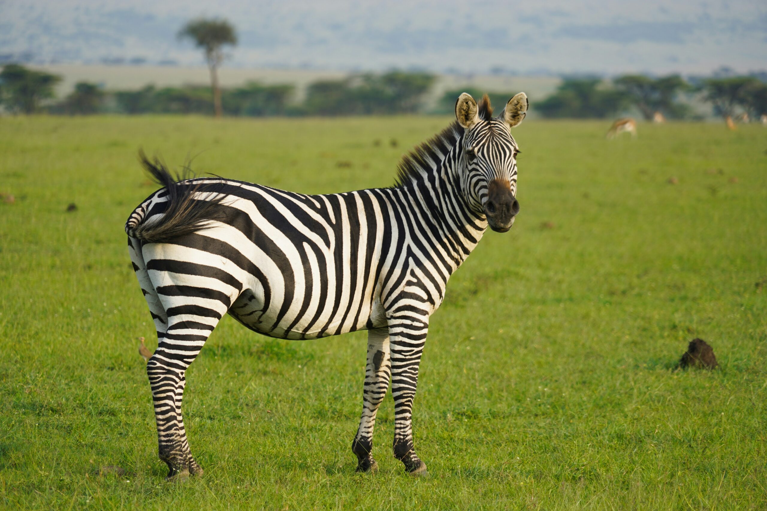 Zebra Watching Lake Mburo
