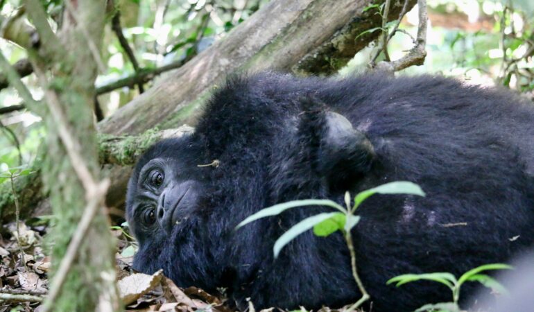 Mgahinga vs Bwindi: Which Is Better for Gorilla Trekking?