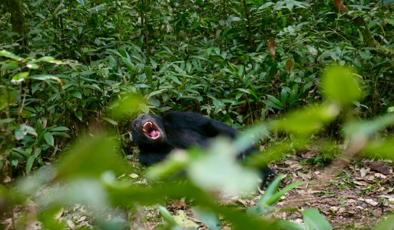 Chimpanzee Trekking in Kibale Forest: Full Visitor Guide