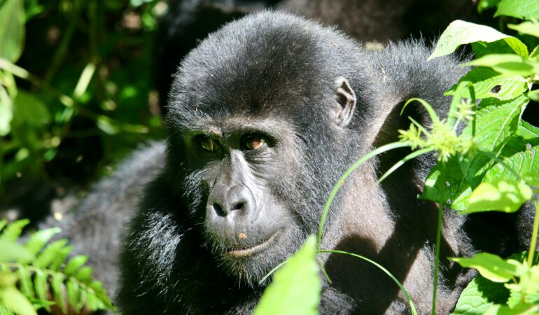 Getting to Mgahinga Gorilla National Park: Transport Guide