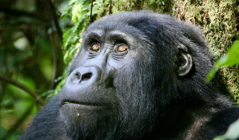 Best Time to Visit Mgahinga Gorilla National Park