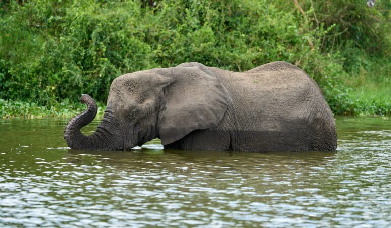 Kazinga Channel Boat Cruise: What to Expect