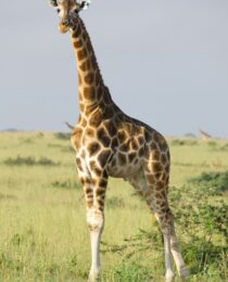 Kidepo Valley vs Murchison Falls